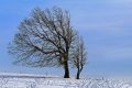 winter-landscape-g7a608bfff_1280.jpg