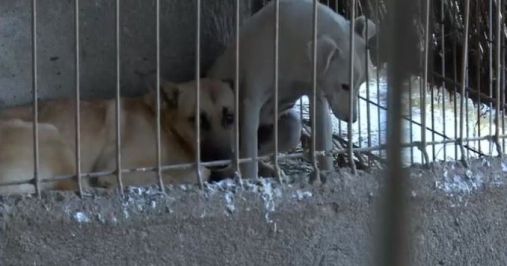 „Câini schingiuiți salvați din adăpostul de la Suraia: un coșmar revelat”
