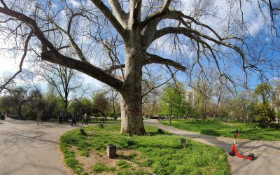 Bucureștenii pot solicita online toaletarea și defrișarea copacilor Primăria Municipiului București a lansat o platformă online dedicată solicitărilor pentru toaletarea sau defrișarea arborilor, începând de marți, 31 martie 2026