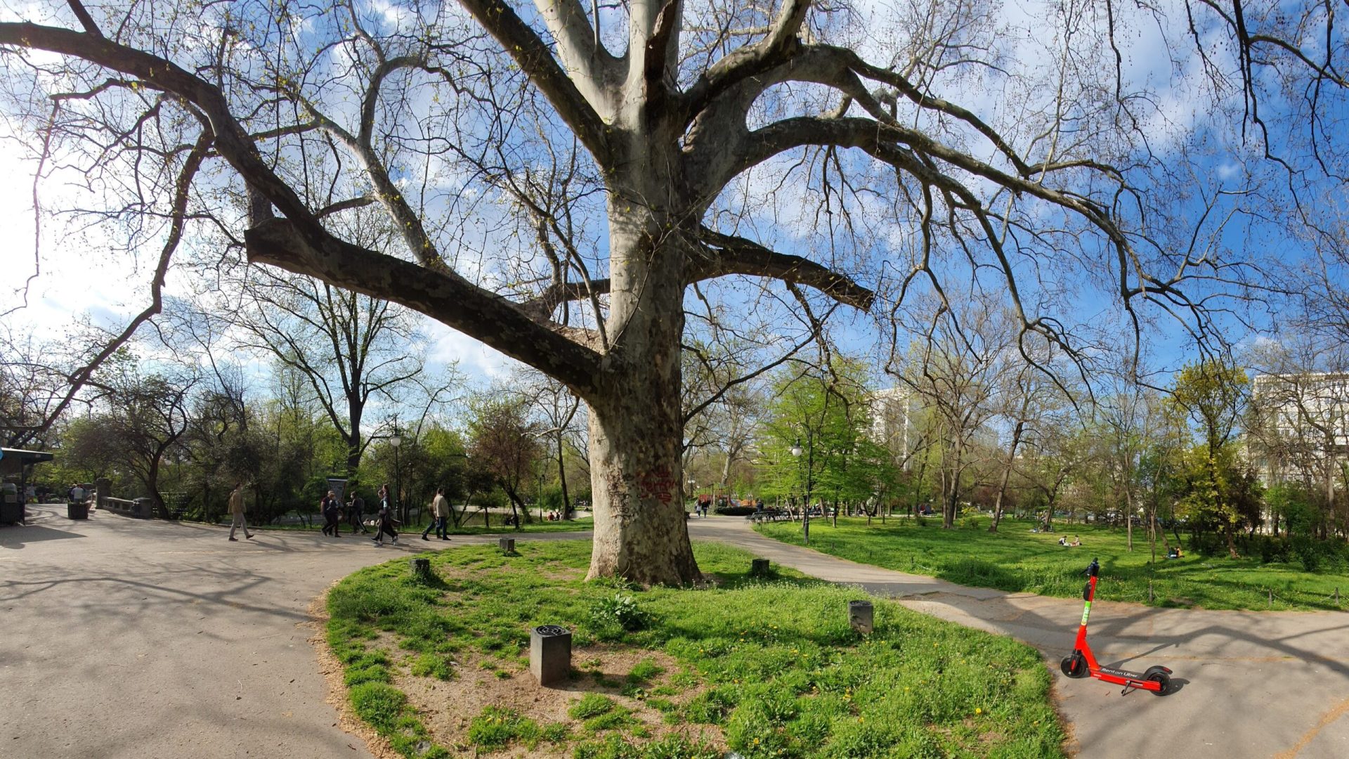 Bucureștenii pot solicita online toaletarea și defrișarea copacilor Primăria Municipiului București a lansat o platformă online dedicată solicitărilor pentru toaletarea sau defrișarea arborilor, începând de marți, 31 martie 2026