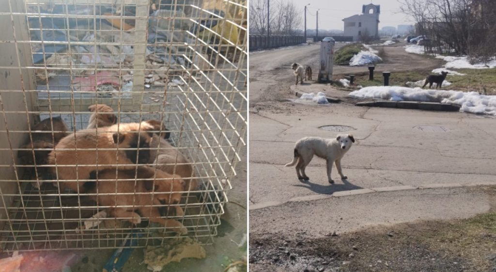 ASPA a preluat peste 60 de câini din București de la începutul lunii martie Autoritatea pentru Supravegherea și Protecția Animalelor (ASPA) București a intervenit în ultimele săptămâni pentru a prelua un număr semnificativ de câini de pe străzile din diverse sectoare ale capitalei