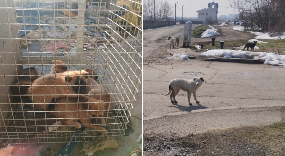 ASPA a preluat peste 60 de câini din București de la începutul lunii martie Autoritatea pentru Supravegherea și Protecția Animalelor (ASPA) București a intervenit în ultimele săptămâni pentru a prelua un număr semnificativ de câini de pe străzile din diverse sectoare ale capitalei