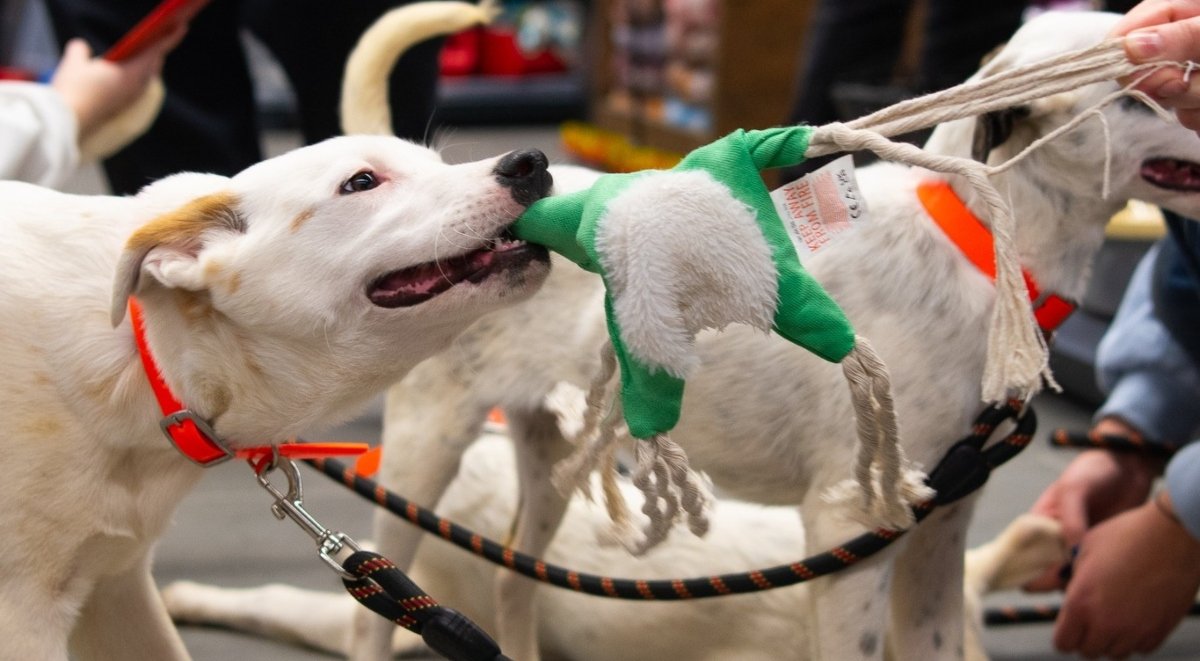 Aspa organizează eveniment de adopții canine în aprilie