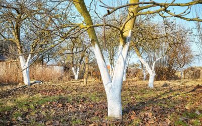 Specificații specialiștilor: Ce înlocuiește varul pentru albirea copacilor?
