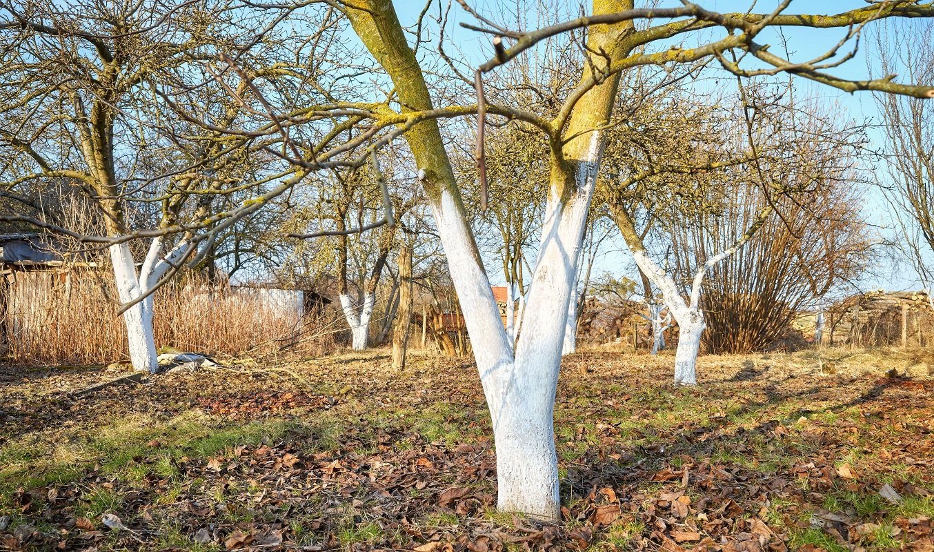 Specificații specialiștilor: Ce înlocuiește varul pentru albirea copacilor?