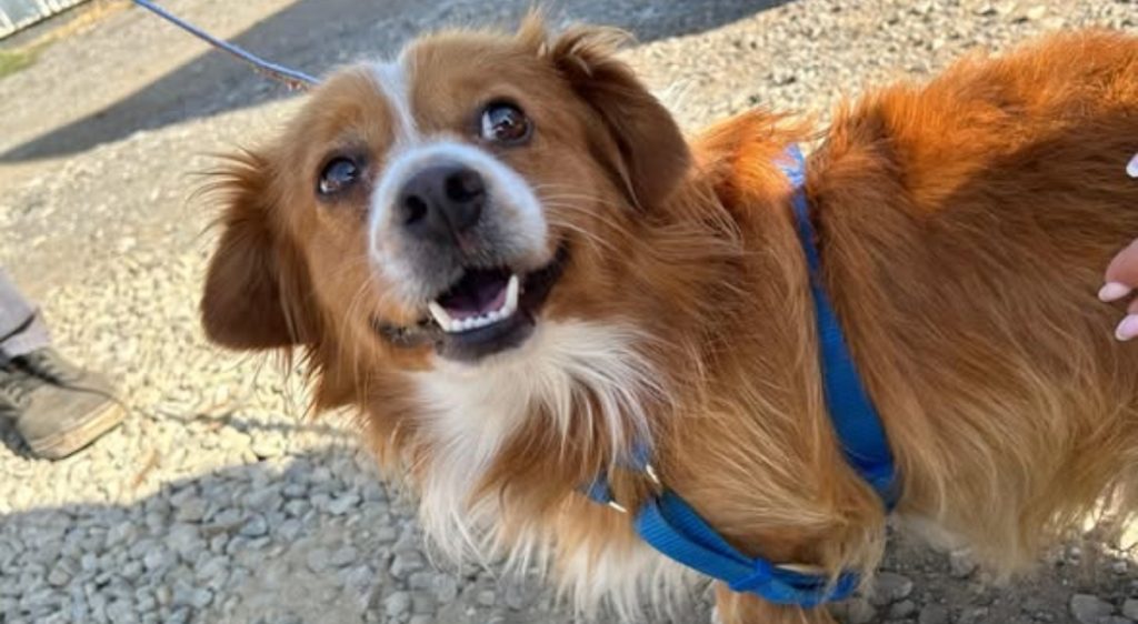 Sterilizări gratuite pentru câinii cu stăpân în București și Ilfov Autoritățile din București și Ilfov organizează campanii de sterilizare gratuită pentru câinii de rasă comună care au proprietari