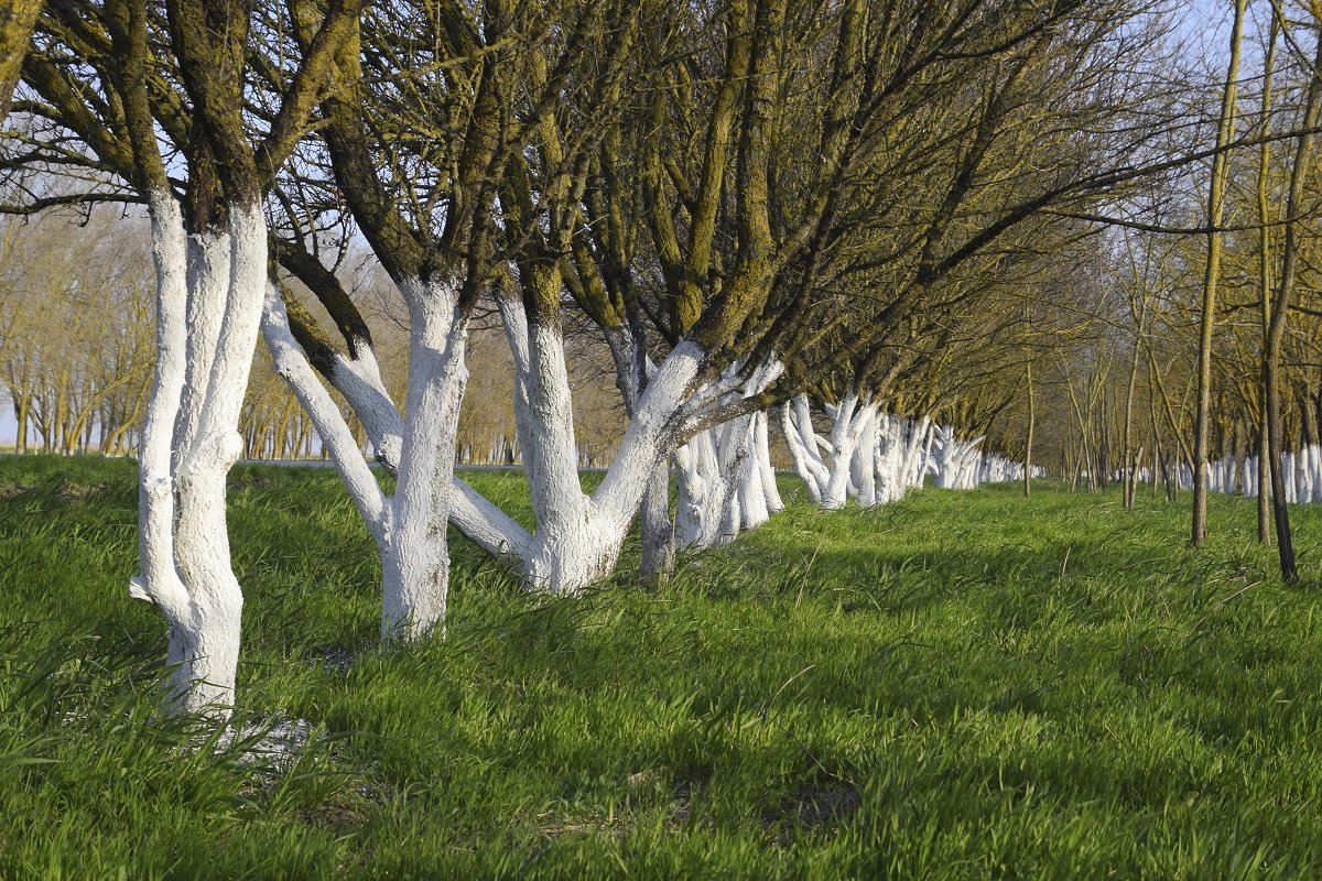 Văruirea pomilor fructiferi: o măsură esențială pentru sănătatea recoltei În prag de primăvară, gospodarii sunt sfătuiți să acorde o atenție deosebită pomilor fructiferi, prin văruirea acestora