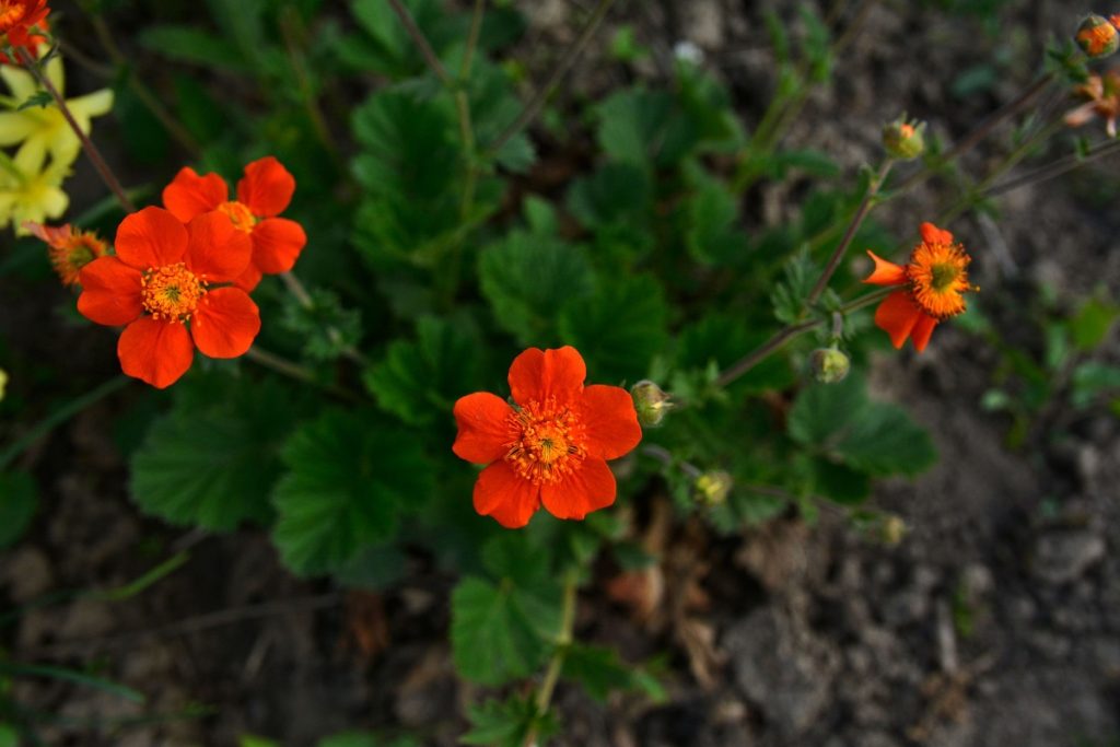 Grădinăritul de primăvară: Ce flori perene poți planta în martie pentru o grădină spectaculoasă Martie este momentul ideal pentru a începe să planți flori perene, cu rădăcini goale, în grădină