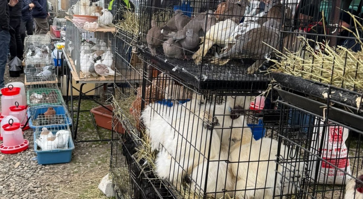 Controale la Târgul din Voluntari: Comerț Ilegal cu Animale și Amenzi pentru Nereguli Un control mixt efectuat la târgul din Voluntari a scos la iveală numeroase nereguli, inclusiv comerț ilegal cu animale, condiții improprii pentru acestea și comercializarea unor produse alimentare neconforme