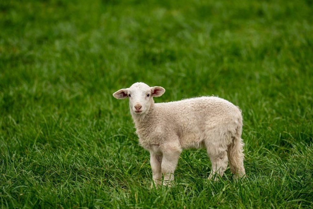 Paștele mieilor: românii amână cumpărăturile, iar prețurile rămân stabile Apropierea sărbătorilor pascale aduce cu sine și o analiză a pieței de carne de miel, un produs tradițional