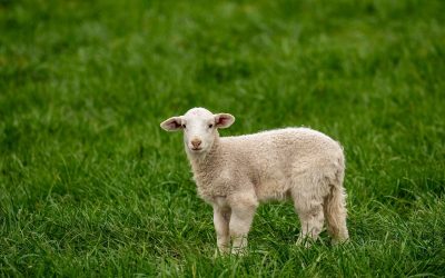 Paștele mieilor: românii amână cumpărăturile, iar prețurile rămân stabile Apropierea sărbătorilor pascale aduce cu sine și o analiză a pieței de carne de miel, un produs tradițional