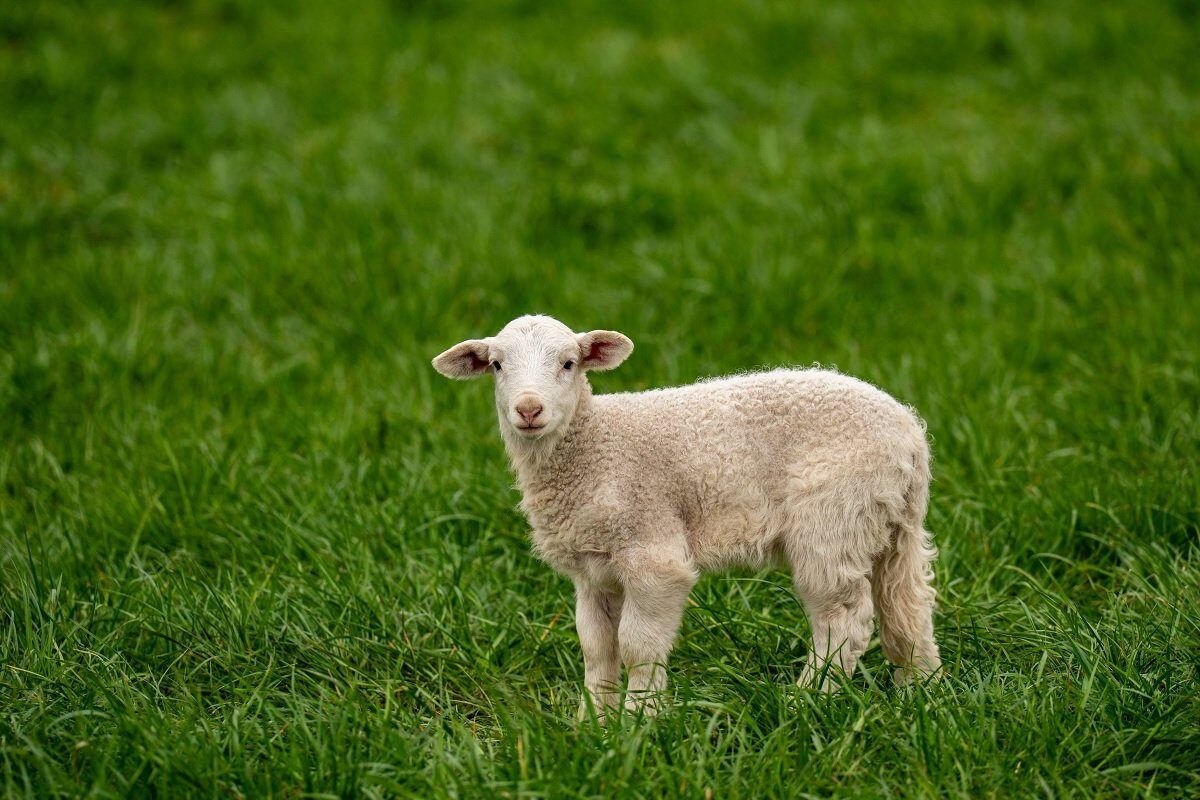 Paștele mieilor: românii amână cumpărăturile, iar prețurile rămân stabile Apropierea sărbătorilor pascale aduce cu sine și o analiză a pieței de carne de miel, un produs tradițional