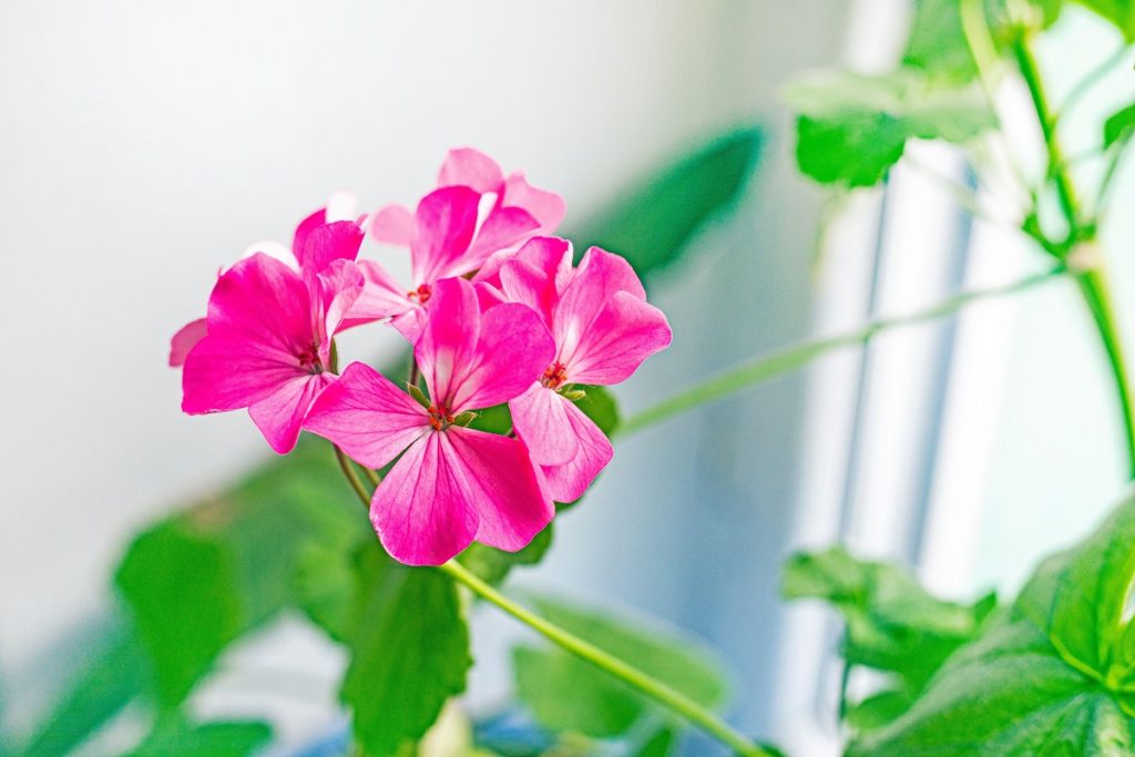 Secretele mușcatelor luxuriante: Cum să înflorească balcoanele primăvara Pentru a te bucura de mușcate bogate și pline de flori încă de la începutul primăverii, specialiștii recomandă utilizarea îngrășămintelor lichide