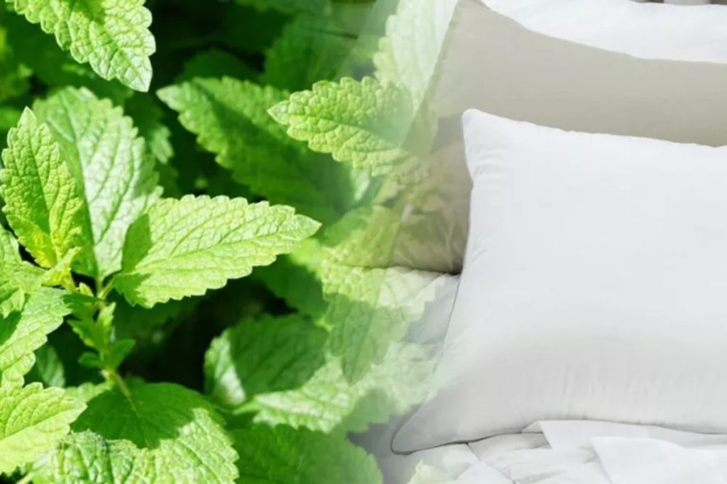 Mentă sub pernă: Trucul european pentru un somn mai bun