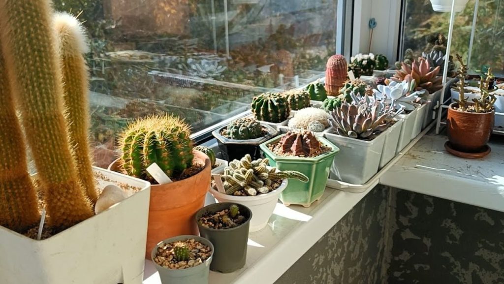 Oțetul, soluția simplă și eficientă pentru a ține păianjenii la distanță de balcon Oțetul, un produs banal regăsit în orice bucătărie, s-a dovedit a fi un aliat de nădejde în lupta împotriva păianjenilor