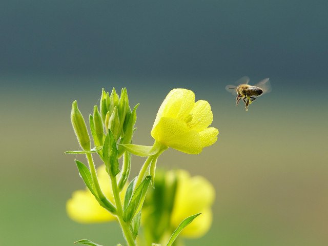 Echinocțiul de primăvară 2026: Când natura renaște și ziua se egalizează cu noaptea Bucuria primăverii astronomice începe pe 20 martie 2026, la ora 16:46, ora României