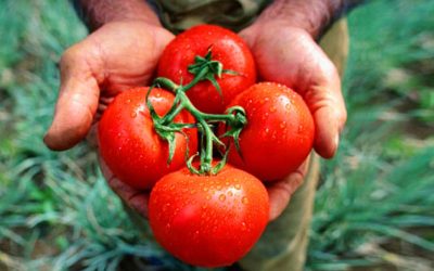 Roșiile românești au prețuri prohibitive în piețe și supermarketuri Prețul roșiilor românești a crescut semnificativ în piețe și supermarketuri, ajungând la valori cuprinse între 70 și 100 de lei pe kilogram în luna martie