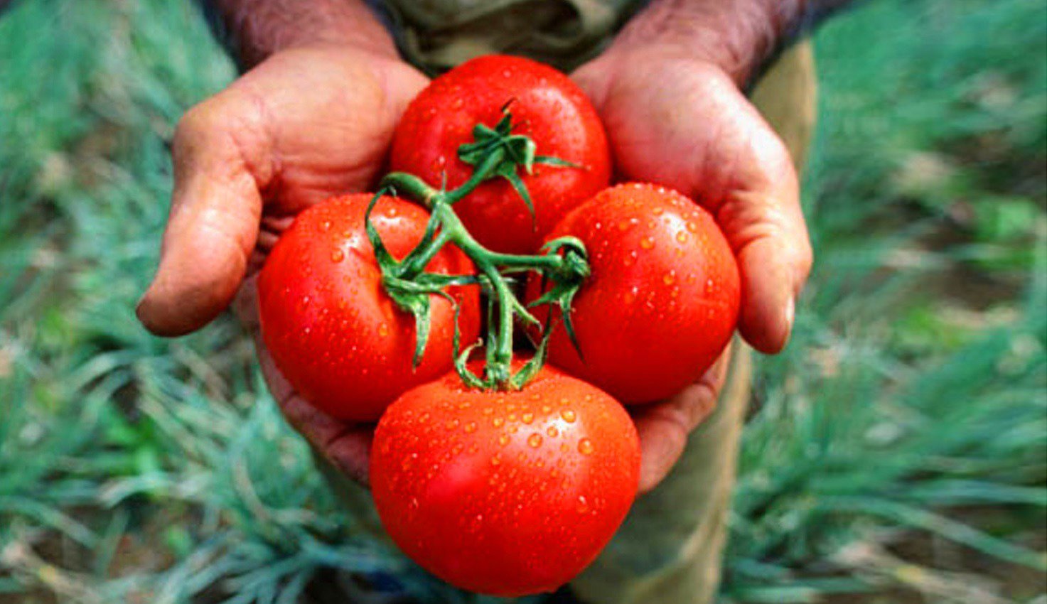 Roșiile românești au prețuri prohibitive în piețe și supermarketuri Prețul roșiilor românești a crescut semnificativ în piețe și supermarketuri, ajungând la valori cuprinse între 70 și 100 de lei pe kilogram în luna martie