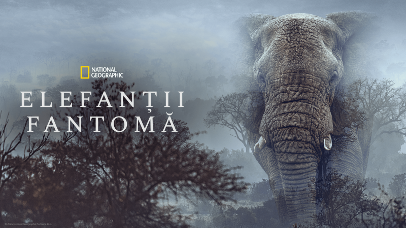 Elefanții fantomă: o expediție cinematografică în căutarea misterului african Un nou documentar promite să transporte telespectatorii într-o aventură cinematografică de amploare, în inima Africii