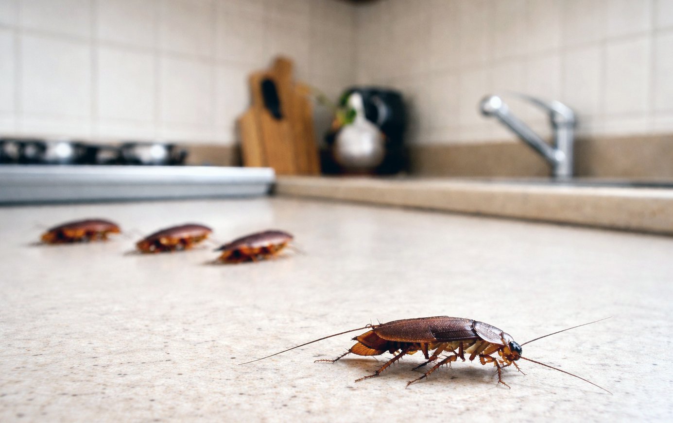 Gândacii de bucătărie: De ce cuptorul cu microunde poate fi un magnet pentru dăunători Cuptorul cu microunde, un aparat electrocasnic indispensabil în multe locuințe, poate deveni, paradoxal, un loc de atracție pentru gândacii de bucătărie