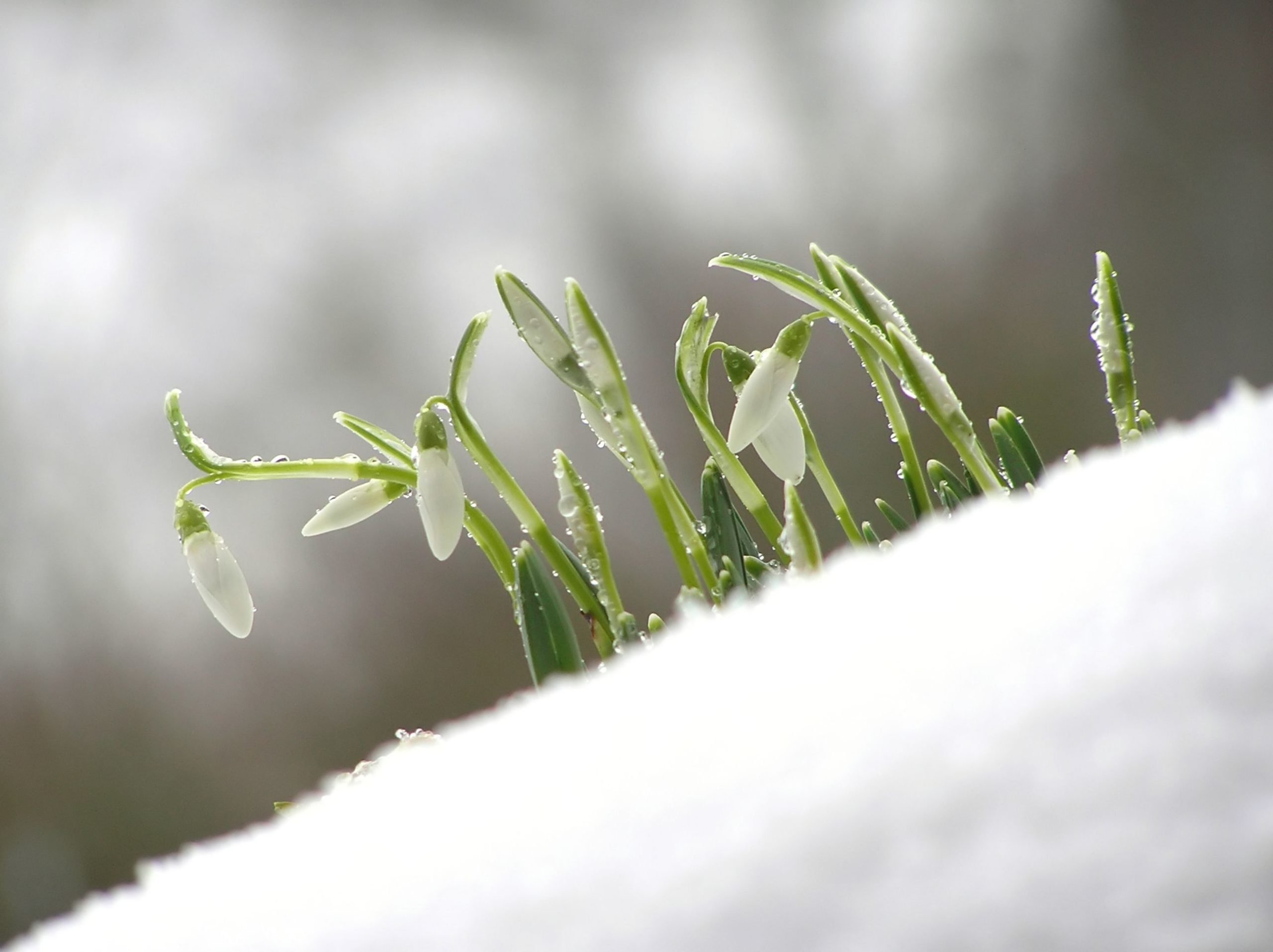 Martie, începutul cu surprize: de la ger năprasnic la tricou Începutul lunii martie în România este adesea o loterie meteo