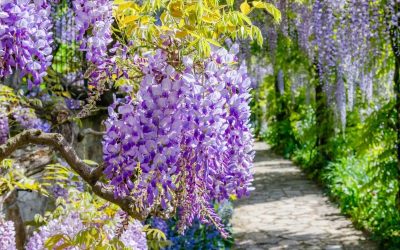 Floriile aduc un weekend plin de evenimente în București Bucureștenii sunt invitați să celebreze sărbătoarea Floriilor cu o serie de evenimente culturale și recreative, care se desfășoară în perioada 3-5 aprilie 2026