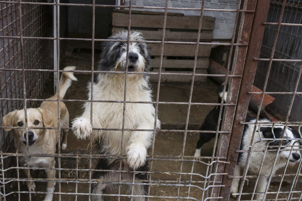 Scandalul „abatorului de câini”: Primării din Ilfov, implicate în uciderea brutală a animalelor Ancheta privind tratamentele inumane aplicate câinilor fără stăpân de către adăpostul „Arca lui Noe” din județul Vrancea, administrat de firma Vetmedan SRL, dezvăluie o rețea de contracte între aceasta și mai multe primării din județul Ilfov