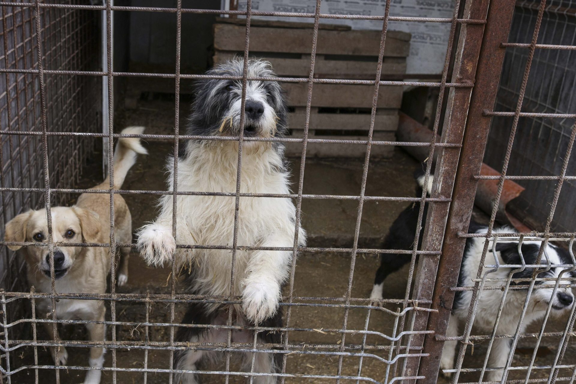 Scandalul „abatorului de câini”: Primării din Ilfov, implicate în uciderea brutală a animalelor Ancheta privind tratamentele inumane aplicate câinilor fără stăpân de către adăpostul „Arca lui Noe” din județul Vrancea, administrat de firma Vetmedan SRL, dezvăluie o rețea de contracte între aceasta și mai multe primării din județul Ilfov