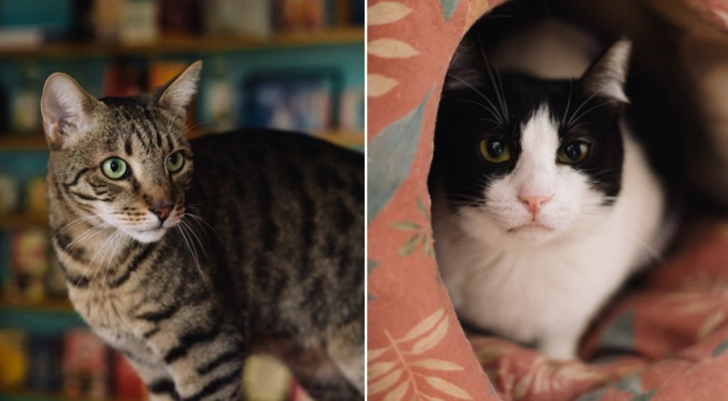Miau Cafe se mută într-o nouă locație după aproape un deceniu Cafeneaua Miau Cafe, cunoscută pentru găzduirea pisicilor spre adopție și oferirea de băuturi vegane, se va reloca într-un spațiu nou, după ce locația inițială de pe strada Între Gârle din Sectorul 4 a fost eliberată