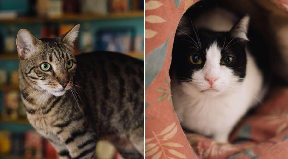 Miau Cafe se mută într-o nouă locație după aproape un deceniu Cafeneaua Miau Cafe, cunoscută pentru găzduirea pisicilor spre adopție și oferirea de băuturi vegane, se va reloca într-un spațiu nou, după ce locația inițială de pe strada Între Gârle din Sectorul 4 a fost eliberată