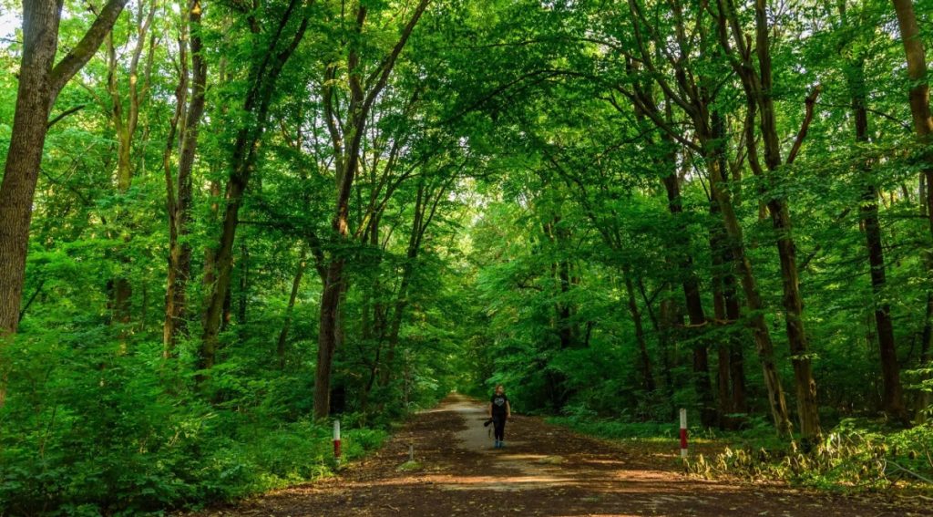 România riscă amenzi din partea Uniunii Europene după ce a ratat fonduri importante pentru împăduriri prin Planul Național de Redresare și Reziliență (PNRR)