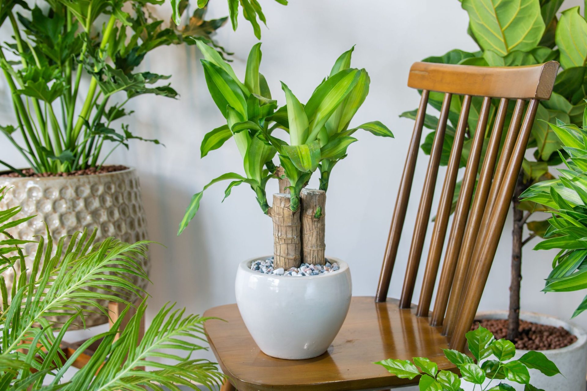 Planta ideală pentru fumători: Cum să purifici aerul din casă Dracena, o plantă ornamentală tot mai populară, este recomandată de experți pentru capacitatea sa de a purifica aerul din locuințe, mai ales în cele în care fumatul este o obișnuință