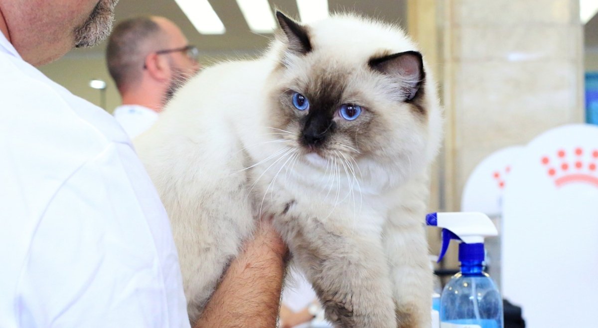 Salonul Felin SofistiCAT, la București săptămâna viitoare