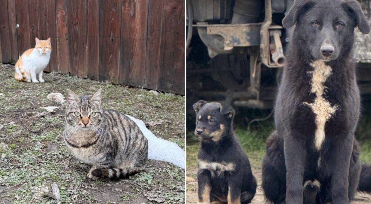Campanie de sterilizări gratuite pentru câini și pisici în Ilfov, pe 1 aprilie 2026 Consiliul Județean Ilfov, prin Protecția Animalelor, organizează o serie de sterilizări gratuite pentru câini și pisici în trei localități ale județului
