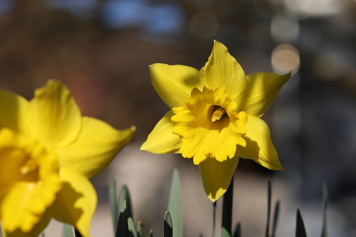 Un truc simplu pentru a prelungi înflorirea narciselor și a proteja grădina Grădinarii care doresc să se bucure de narcise înflorite pentru mai mult timp au la îndemână o soluție simplă și eficientă: îndepărtarea florilor ofilite