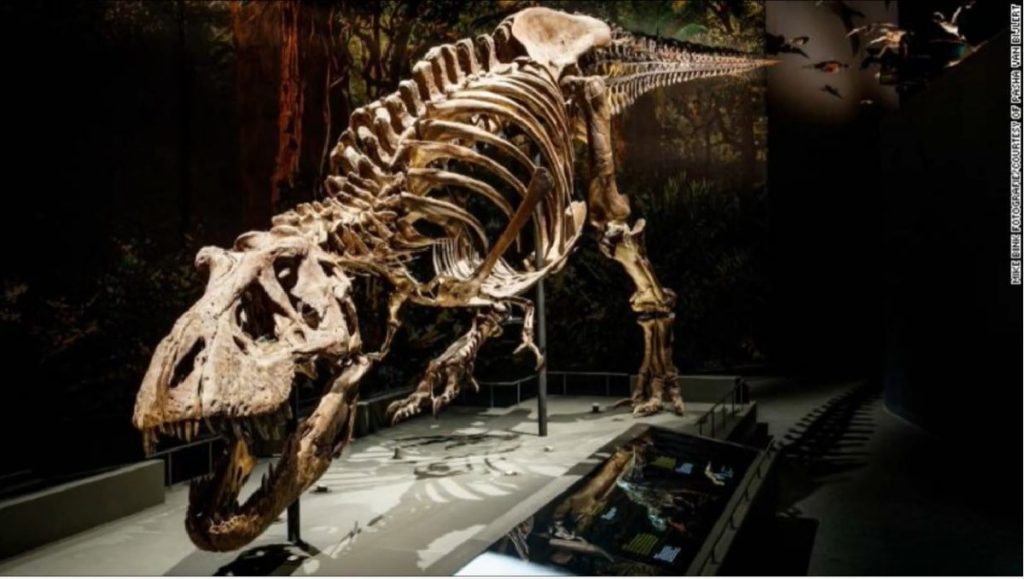 O nouă rudă a lui T-Rex, descoperită după decenii de studiu O analiză recentă a unui os descoperit în urmă cu peste patruzeci de ani în Statele Unite ale Americii a dezvăluit o descoperire importantă pentru paleontologie