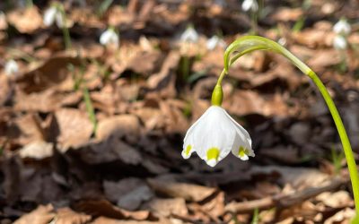 Vremea capricioasă revine în București: Ploi slabe și temperaturi moderate în următoarele zile Bucureștenii se pot aștepta la o vreme schimbătoare în primele zile ale săptămânii viitoare