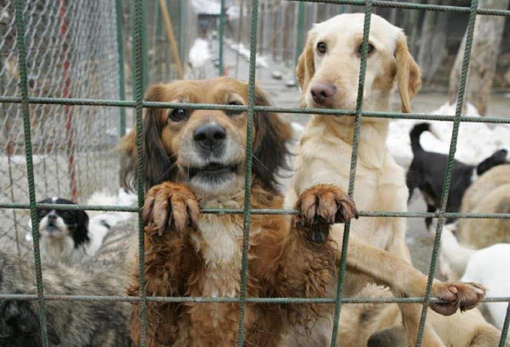 Percheziții într-un dosar de eutanasieri ilegale la un adăpost de câini din Prahova Polițiștii din Prahova au demarat, în această dimineață, o amplă acțiune de percheziții într-un dosar care vizează suspiciuni privind eutanasieri ilegale ale câinilor