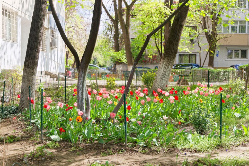 Ai voie să plantezi flori la bloc? Ghidul locatarului Vrei să înfrumusețezi spațiul verde din jurul blocului? Atenție, nu este suficient să ieși cu o sapă și câteva flori