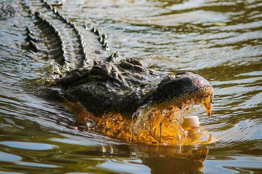 Alertă de crocodili în Australia, după inundații severe Autoritățile din Teritoriul de Nord al Australiei au emis o avertizare urgentă cu privire la prezența, descrisă ca fiind „peste tot”, a crocodililor, în urma inundațiilor masive care au afectat regiunea