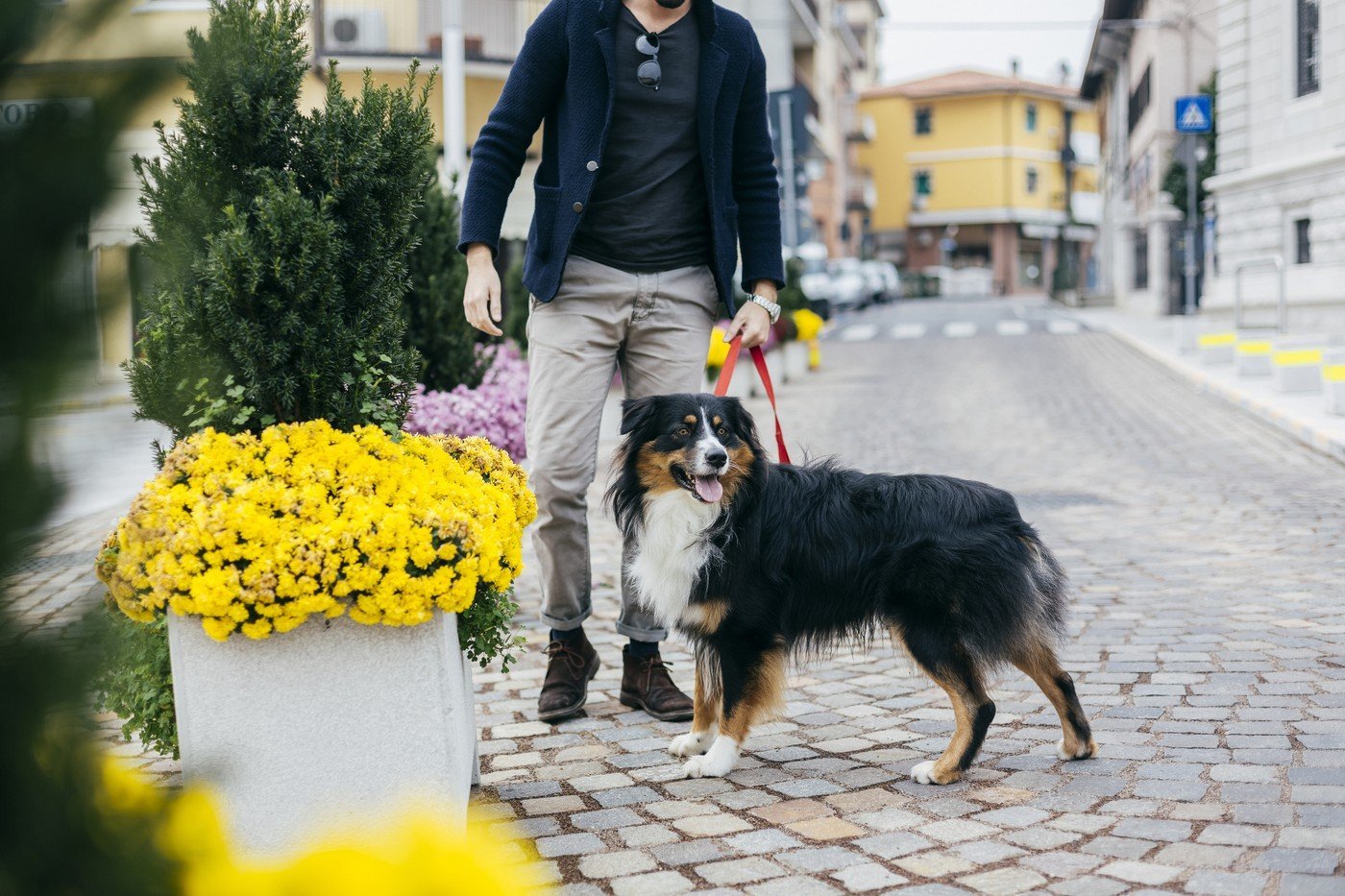 Ce amendă riști dacă nu strângi după câine pe domeniul public?