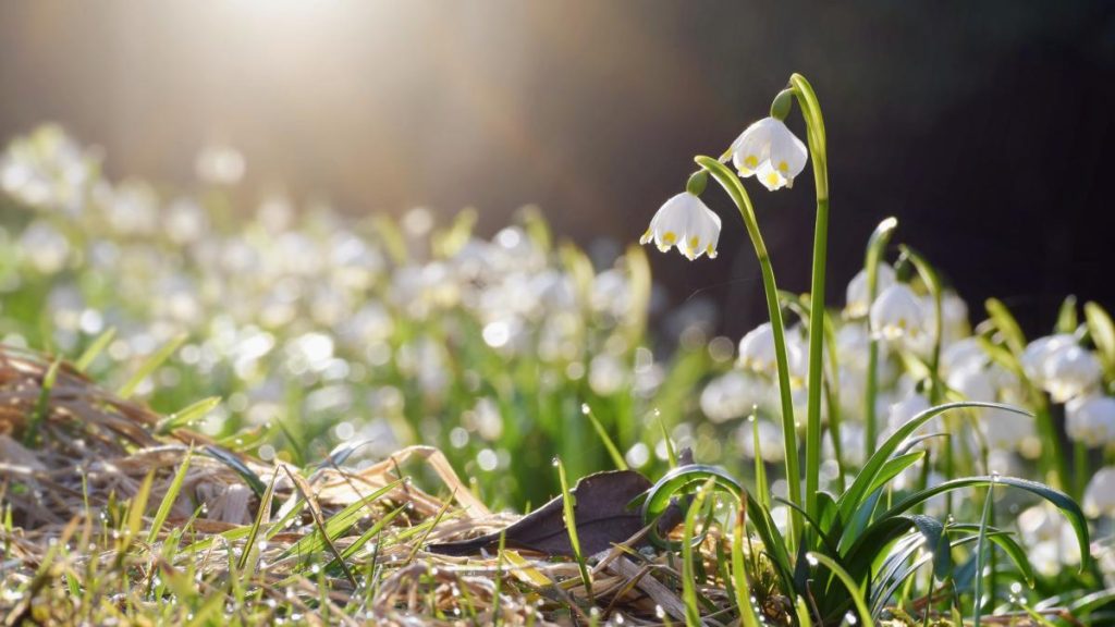 Vremea se menține caldă în România: temperaturi de primăvară și precipitații slabe anunțate Vești bune pentru iubitorii de vreme caldă