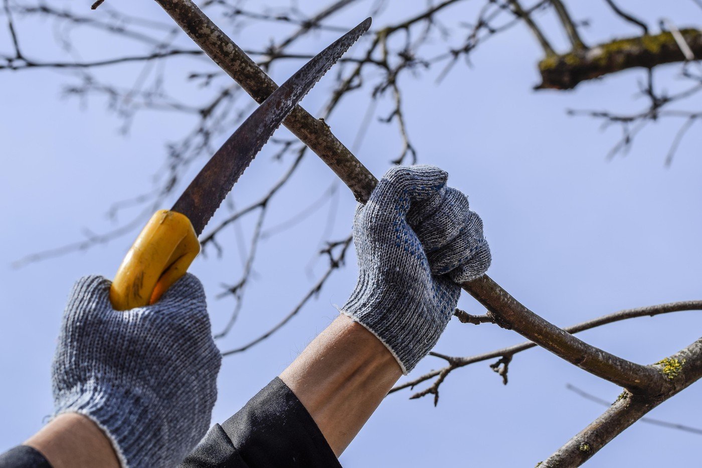 Grădinarii, atenție! Ce arbuști nu trebuie tăiați primăvara Primăvara este un anotimp în care grădinarii se apucă de treabă, dar nu toate plantele reacționează pozitiv la tăieri în această perioadă