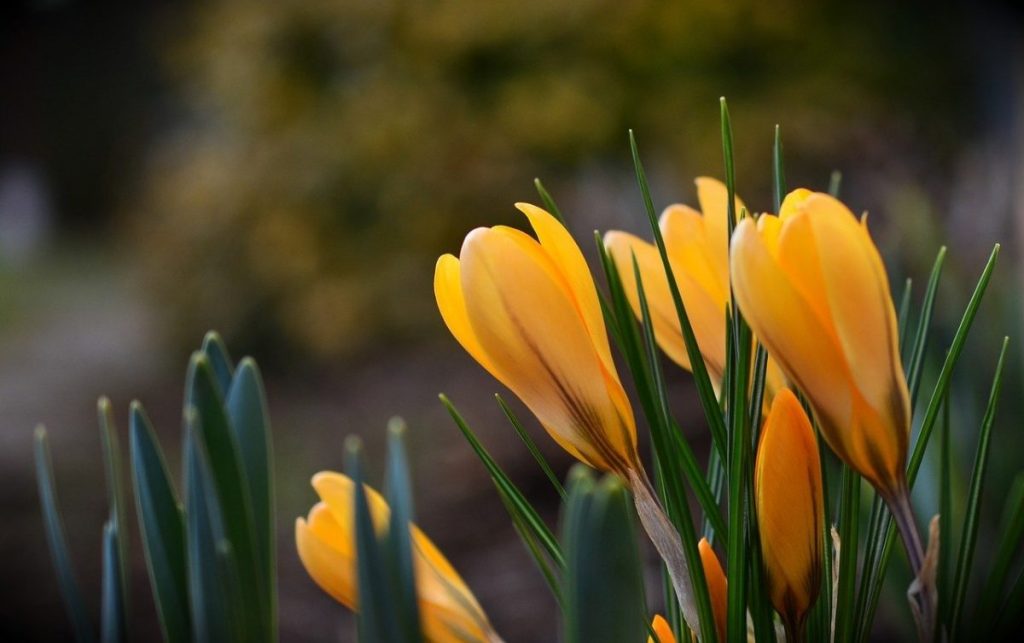 Vremea caldă va domina până la sfârșitul lunii martie, anunță ANM O prognoză meteo recentă, emisă de Administrația Națională de Meteorologie (ANM), indică o perioadă cu temperaturi peste cele normale pentru majoritatea regiunilor din România