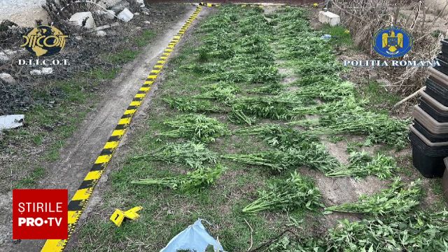 O plantație de canabis, descoperită după ce proprietarul a fost arestat O rețea de cultivare și comercializare a canabisului a fost scoasă la iveală de polițiștii români, după ce principalul suspect a fost arestat într-un alt dosar penal