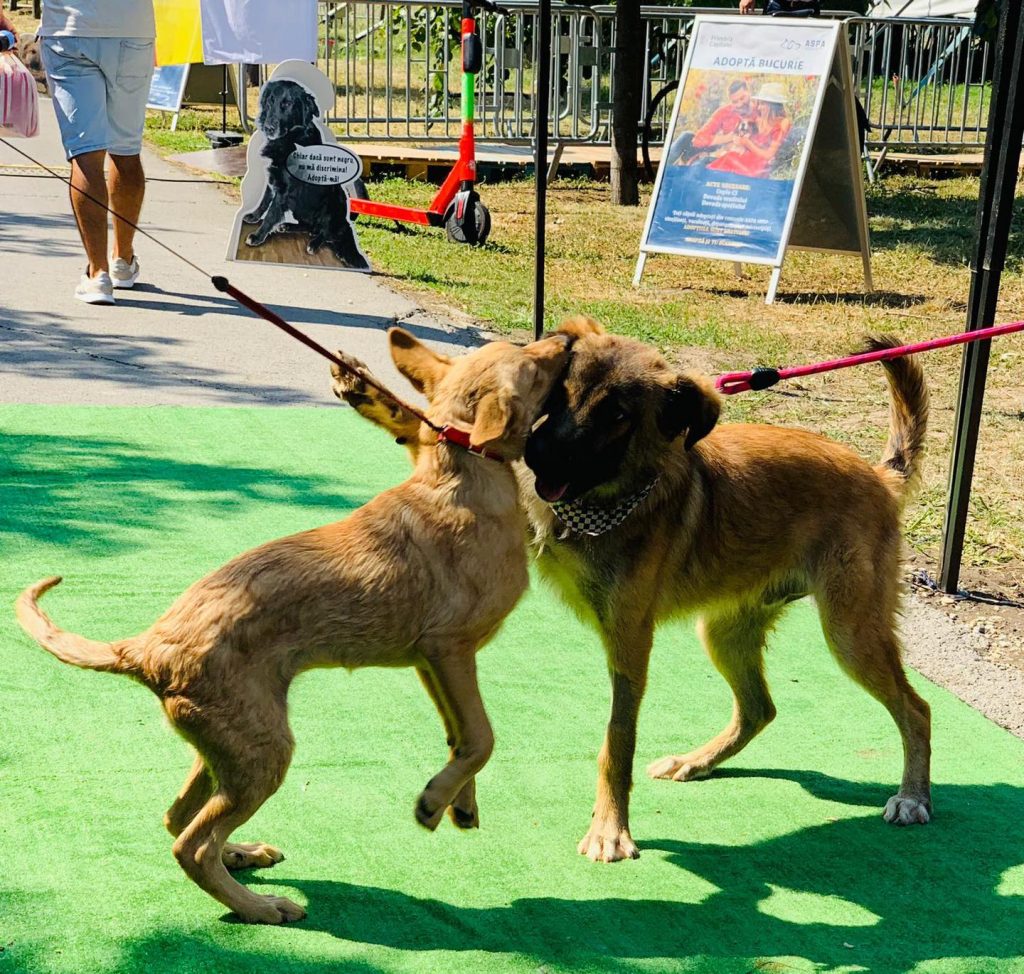 Aspa organizează târg de adopții pe 28 martie în sectorul 3