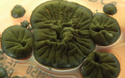 Ciuperca de la Cernobîl: un mister biologic în inima zonei de excludere Descoperirea unei specii de ciupercă rezistente la radiații în zona de excludere de la Cernobîl a stârnit un interes considerabil în lumea științifică