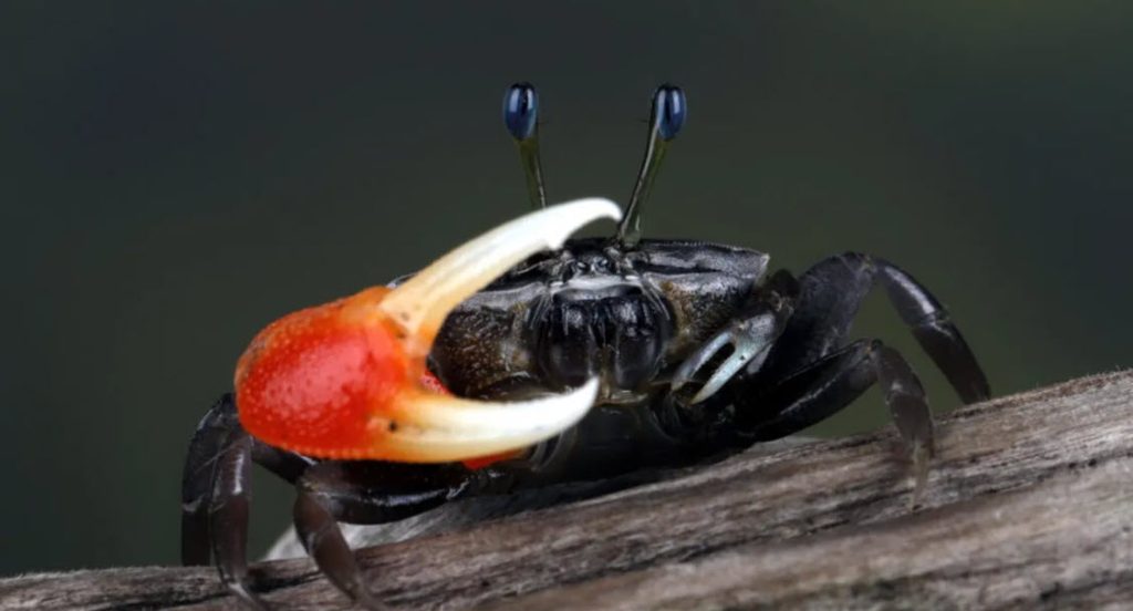 Crabii de tip „fiddler” sfărâmă microplasticele în nanoplastice, arată un studiu Un nou studiu relevă o problemă alarmantă privind poluarea marină