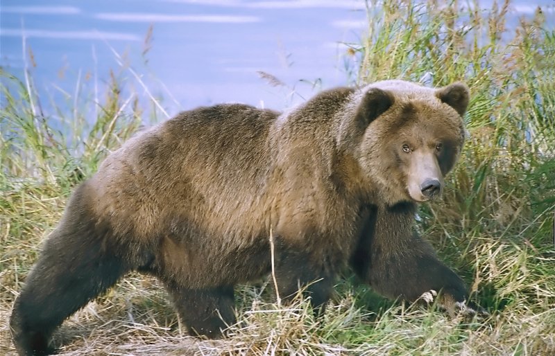 Atac de urs în județul Mureș: Un bărbat este grav rănit Un bărbat în vârstă de 58 de ani a fost grav rănit în urma unui atac de urs, petrecut duminică în pădurea dintre localitățile Torba și Abud, din județul Mureș