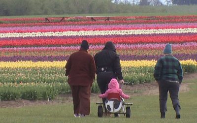 WOODBURN, Oregon – Iubitorii de flori, bucurați-vă! Sezonul lalelelor a început mai devreme decât de obicei, iar fermierii de la Wooden Shoe Tulip Farm din Oregon spun că spectacolul culorilor este deja aproape de apogeu